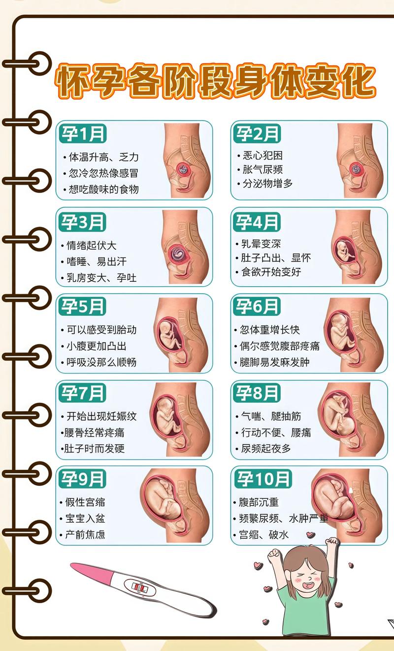 揭秘供卵代孕妈妈怀孕小腹分两节，孕期变化的奥秘凉山代生机构: